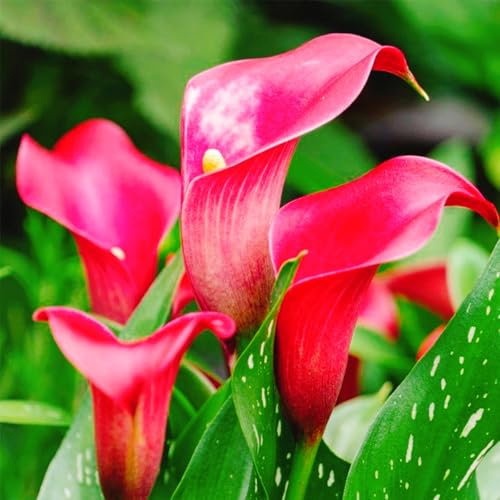 Bulbi di calla resistenti (senza semi, non artificiali), perenni, adatti per la semina immediata, bellissimi bulbi sani, profumati, perfetti per vasi e piante da giardino-2 Bulbos-D