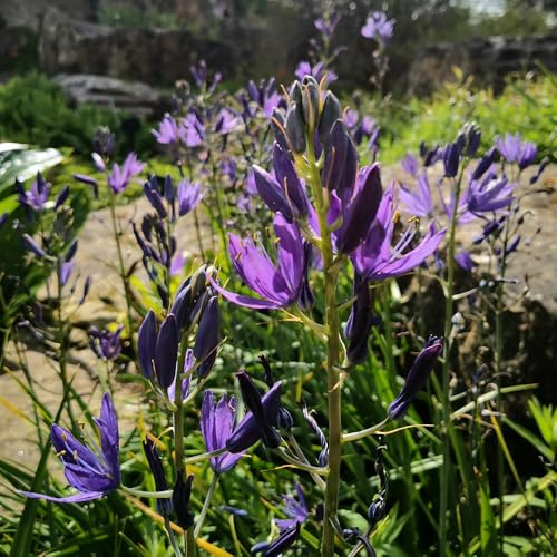 semi di giglio prateria perenne resistente tappezzante giglio ornamentali decorazione, ombra da giardino, 45pcs