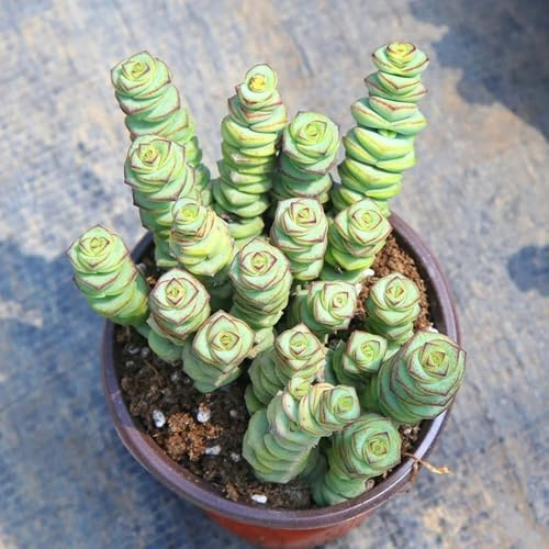 semillas resistentes dede sedum,Semillas de,decoración de alféizar de ventana,para plantar.200pcs