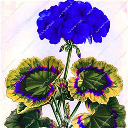 50pcs SEMI Geranium fiori per il giardinaggio bella blu