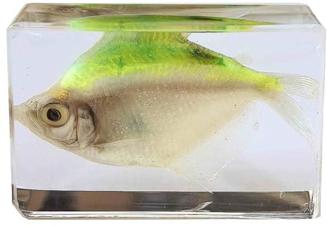 FHUILIJH Echter Fisch Exemplar Wissenschaft Klassenzimmer Tierpräparat Harz Schreibtisch Briefbeschwerer für den naturwissenschaftlichen Unterricht,Grün,5cm