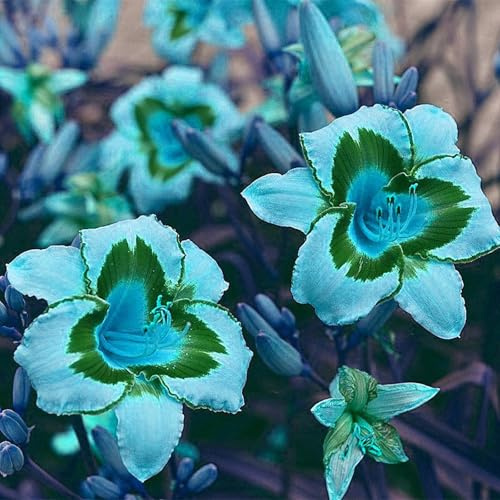 Selten Taglilien-Rhizom – Daylily - üPpig GrüNe BläTter, Pflegeleicht, Perfekt FüR Haus Und Garten-10 Rhizom-F