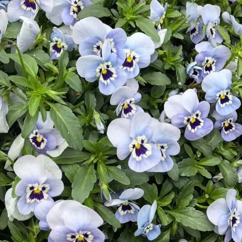 stiefmütterchen - mehrjährige stauden winterhart indoor kräutergarten topfpflanze wildblumen balkonblumen büropflanzen bodendecker winterhart mehrjährig gartenkräuter pflanzensamen 350samen