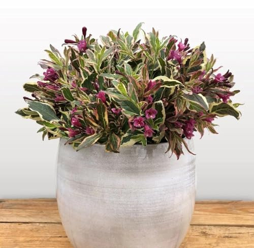 Plant Theory All Summer Monet Weigela Florida Shrub Plant 2L Pot