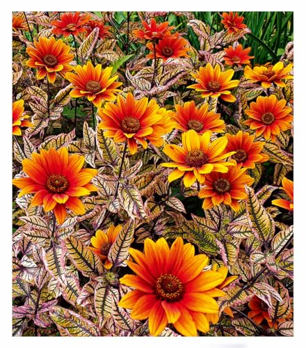 BALDUR Garten Sonnenauge 'Orange Marble',1 Pflanze, einzigartig marmoriertes Laub, winterhart & verträgt Trockenheit, bienenfreundlicher Dauerblüher, robust, ideal für Beet & Kübel, pflegeleicht