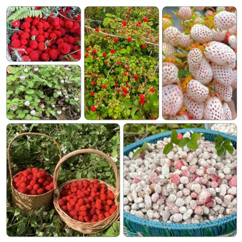 semi di fragola selvatica - antiche varietà interno resistenti 350pcs
