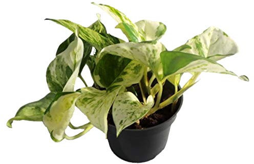 Efeutute, Scindapsus, (Epipremnum aureum) Sorte: Happy Leaf, geflecktes weiss-buntes Blattwerk, rankend, Ampelpflanze, luftreinigend (1)