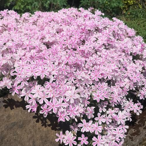 Semi di Phlox da tappeto - esotici Phlox subulata - balcone perenni resistenti 1000pcs