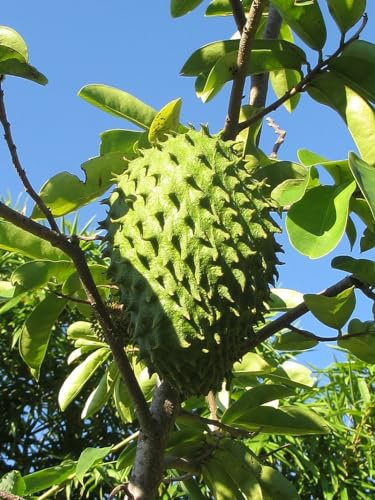 10 Semillas de Guanábana (Annona muricata)