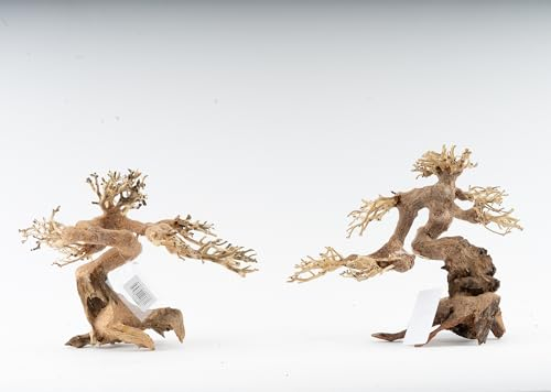 NatureHolic Wald Bonsai | Echtholz Wurzel | Holz Aquarien Dekoration | Für Aquarium & Terrarium | Größe: M