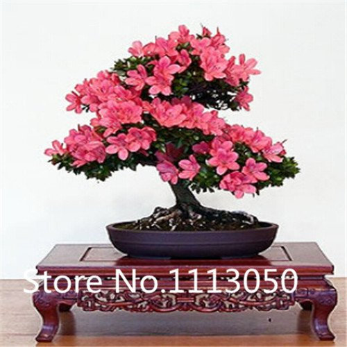100 semi di piante rosa Rhododendron simsii
