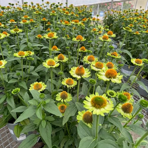 semillas de equinácea perenne resistente - camas elevadas exóticas jardín 700pcs
