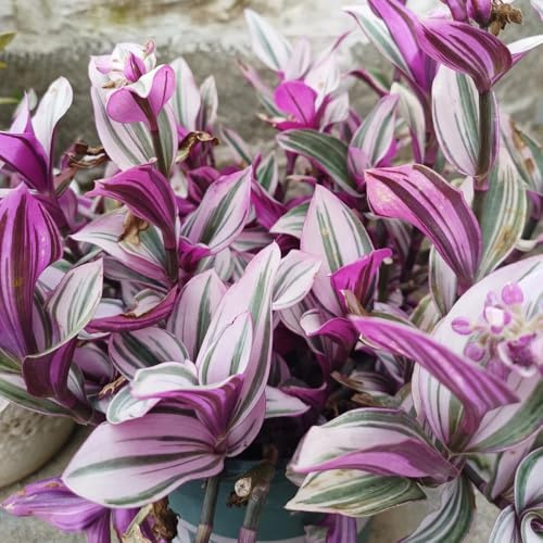 tradescantiasamen - winterharte dreimasterblume, outdoor balkon, mehrjährig 150pcs