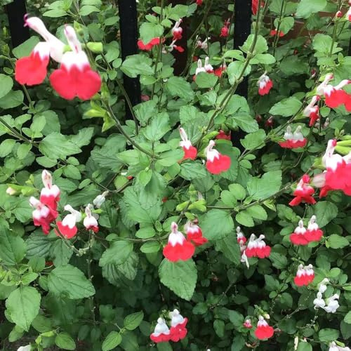 Semillas de salvia - Salvia japonica - semillas para camas elevadas perennes perennes 650pcs