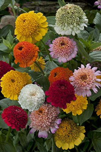 ZINNIA CRESTO MISCUGLIO NR.30 SEMI