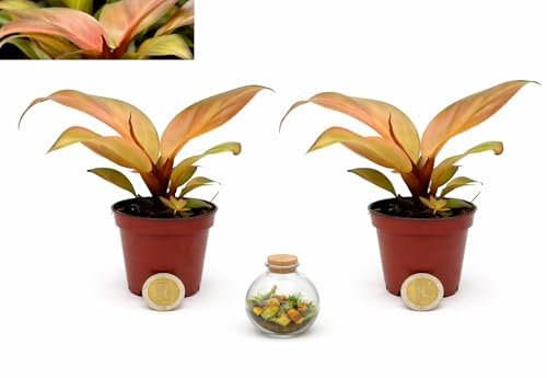 POWERS TO FLOWERS - PHILODENDRON, PHYLODENDRON PRINCE OF ORANGE, MINI IDEALE PER TERRARIUM, VASO 5,5CM, 2 PIANTE, piante vere
