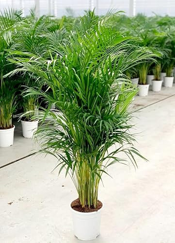 POWERS TO FLOWERS - ARECA, PALMA DI ARECA altezza 120cm, pianta vera