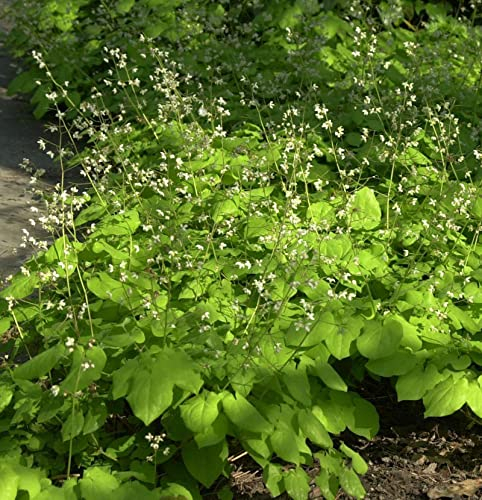 Elfenblume Blütentanz - Epimedium pubescens - lebende Gartenpflanze aus den Baumschulen