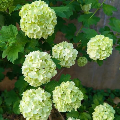 Semi di ortensia - esotici Semi resistenti di ortensia - decorazione del giardino per esterno esotiche semi di Le da giardino sono resistenti 20pcs