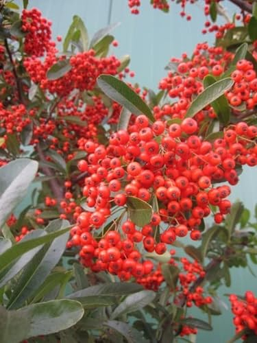 Pyracantha coccinea Red Star - Mittelmeer-Feuerdorn Red Star