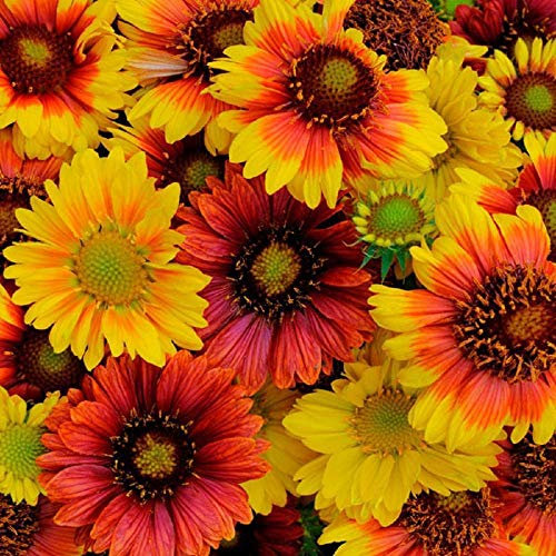 Gaillardia aristata Mix Couverture Fleur - ambiente 350 grani