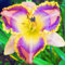 Bulbos De Hemerocallis,Azucenas Plantas,Azucenas Bulbo,Abierto todo el año