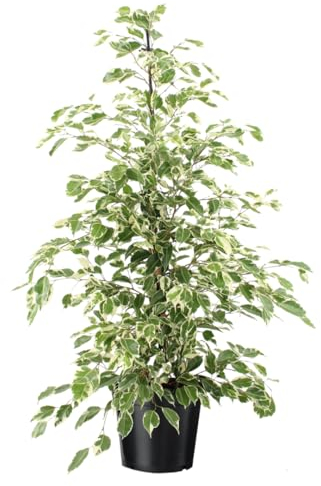 Plant in a Box - Ficus benjamina Twilight - Echte Zimmerpflanzen groß - Geigenpflanze - Topf 21cm - Höhe 100-110cm