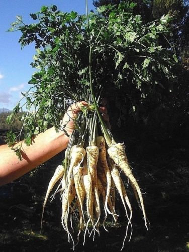 300 graines de Hambourg Enracinée Persil Nongmo Heirloom