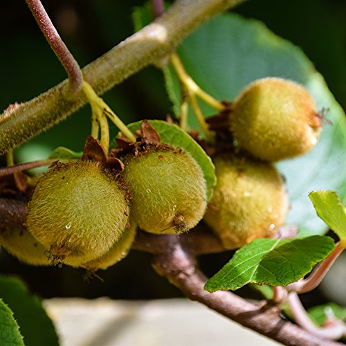 Self-Fertile Kiwi ‘Jenny’ Fruit Tree Plant Hardy Fruiting Plant Suitable for UK Gardens Twining Climbing Plant Producing Tasty Kiwi Fruits, 1 x in 9cm Pot, by Thompson and Morgan