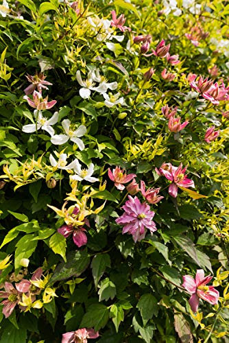 Clematis Mixed Colour&Varieties 50 Seeds, Spring to Autumn Blooming Climbers