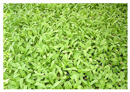 PREMIER SEEDS DIRECT ORGANIC MICROGREEN SEEDS - CORIANDER (SPLIT SEED)) - 40 gm