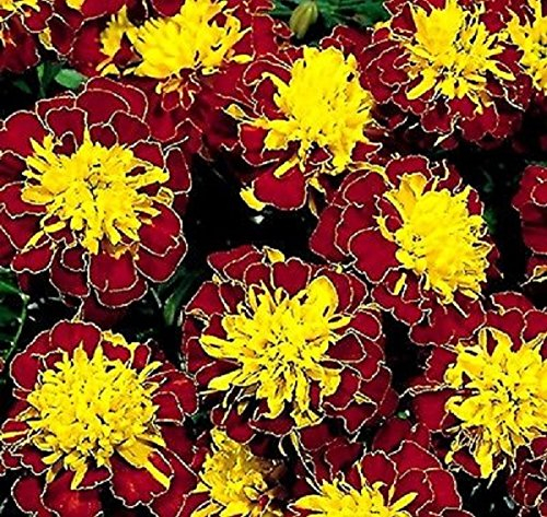 PREMIER SEEDS DIRECT - MARIGOLD DWARF TAGETES - BOY SPRY 0.75 GRAM ~ APPROX 255 FINEST SEEDS