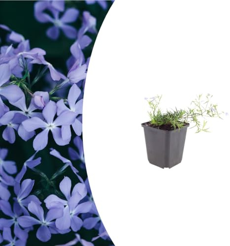 Phlox (S) 'Emerald Cushion Blue' | 24 pièces - 10-25cm - Ø9cm - Plante de jardin
