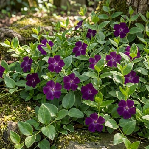 Bedwen Vinca Minor 'Verino' Plug Plant x5 – Dark Purple Flowering Perennial Periwinkle for Shade Gardens, Ground Cover & Trailing Over Walls