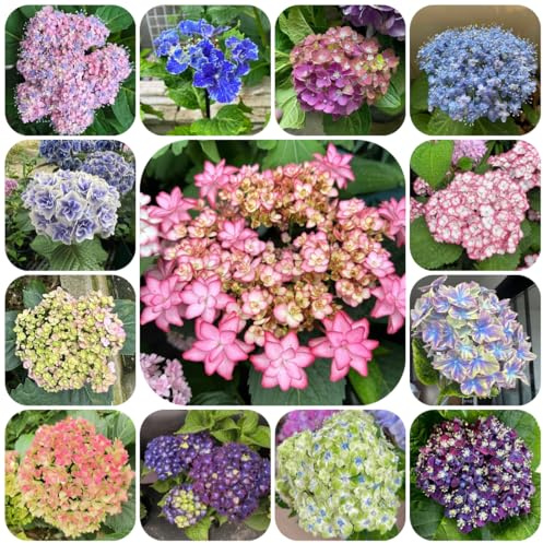 semillas resistentes de hortensias - perennes hortensia silvestres 120pcs