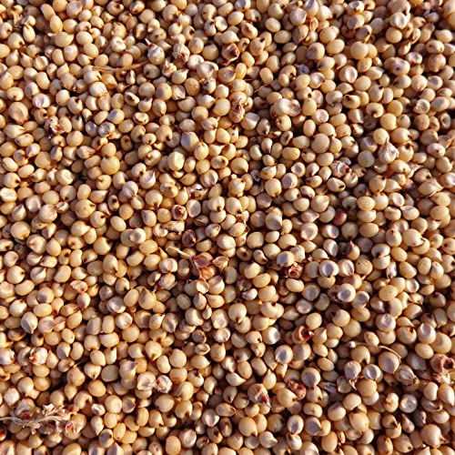 Samore 25 kg Hirse gelb Vogelfutter - Wellensittichfutter - Kanarienfutter