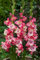 AGRONOM | Gladioli - BROKEN HEART FRIZZLE | Bulbi fiori perenni | Flori Rosa | Si coltivano in aiuole, vasi | Vengono raccolti per i mazzi | Confezione da 5 Bulbi fiori