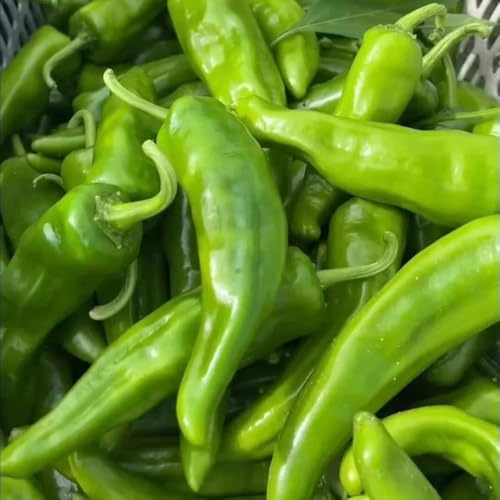 peperoni - chili steingartenpflanzen winterhart, gemüsesaat chilli, bio winterharte garten, anzucht hochbeete für garten 200samen