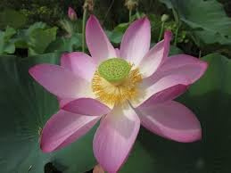 Nelumbo Nucifera – Fiore di Loto Sacro – Rizoma Vivo di Loto Ornamentale per Laghetti e Vasi – Pianta Acquatica a Fioritura Estiva – Foglie Decorative Emerse
