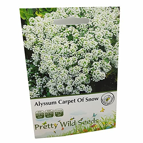 Alyssum Carpet of Snow Seeds in Pictorial Packet from UK Seller