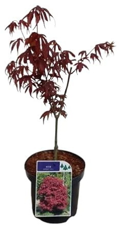 Arce Japonés Mini Natural Árbol de Hoja Caduca Perfecto para Embellecer tu Jardín
