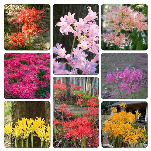 bulbi giglio ragno - Lycoris Radiata decorazione decorativa giardino balcone giardino 18pcs
