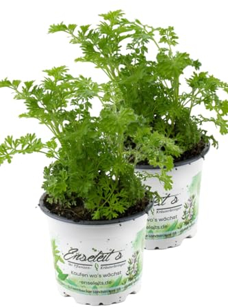 2er Set Wermut Pflanze, Marktfrische Kräuter Pflanze
