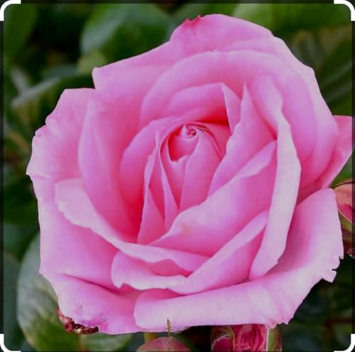 Strong Fragrant- Mum in a Million- Hybrid Tea Masterpiece-Large Double Blooms-Medium to Deep Pink-Repeat Flowering Bush Rose Plant in 4.5 Litre Pot- Well Established- Garden Ready- Ideal Gift Rose
