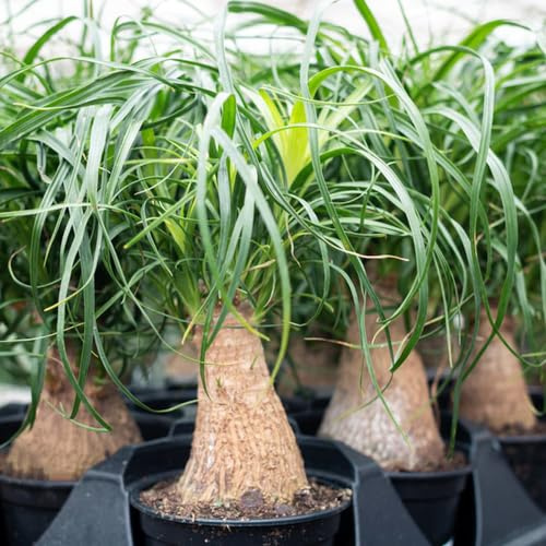 semi di piede elefante - da balcone in serra Beaucarnea giardino perenni resistenti per pieno esterni biologici ombra 300pcs