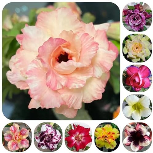 semillas de rosa del desierto - adenium - resistentes comprar rosa del desierto de jardín de rocas resistentes Semillas de balcón 15pcs