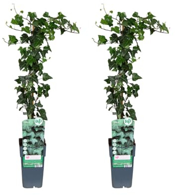 Plantas de Hiedra Natural Hedera Helix, Pack de 2, Maceta 15cm, Altura 65cm