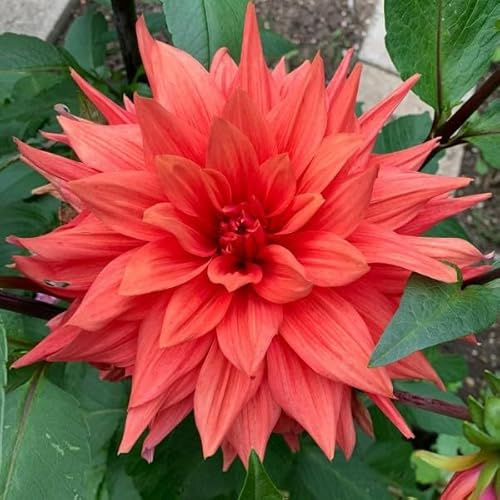 Dahlienknolle : Dahlia - Deko Dahlien  Red Labyrinth  1 Knolle/Rhizom