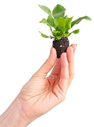 PLNTS - Baby Platycerium Bifurcatum (Hirschhorn Farn) - Zimmerpflanzen, Pflanzen Echt, Nachhaltige Verpackung - 2cm Stecklinge - Höhe 10cm - Direkt von der Gärtnerei