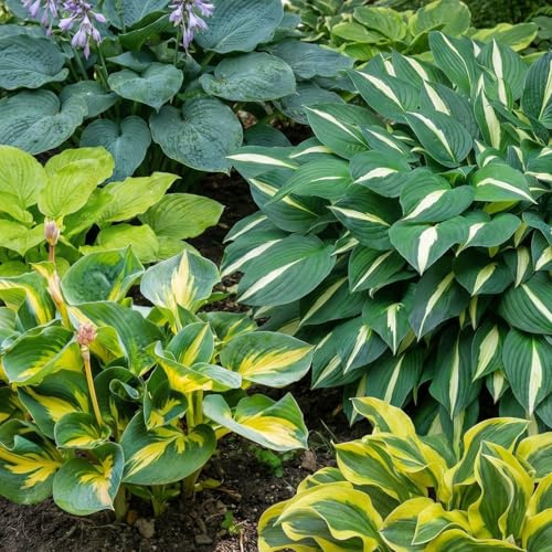 Hosta Funkia Mini Collection - 5 Fleurs à Planter Exterieur - Vivaces & Rustique - Plante Exterieur Jardin - Naturelle Plantes de Hollande pour pot et jardin (pas de graines, non artificielle)
